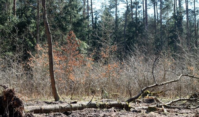 Leśnicy chcą odnowić Puszczę, organizacje mówią „nie"