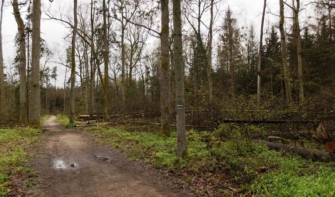Leśnicy zadbają o bezpieczeństwo w Puszczy Białowieskiej