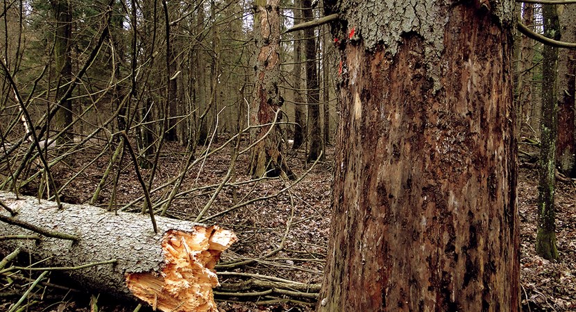 10 facts about the Białowieża Primeval Forest…