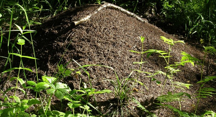 O mrówkach
