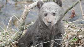Leśnicy z Cisnej uratowali niedźwiadka