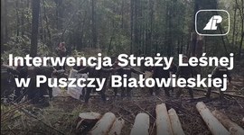 Interwencja Straży Leśnej w Puszczy Białowieskiej
