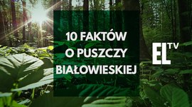 10 faktów o Puszczy Białowieskiej