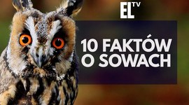 10 faktów o sowach