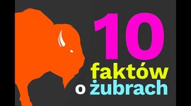 10 faktów o żubrach