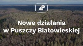 Nowe działania w Puszczy Białowieskiej - konferencja Ministerstwa Środowiska