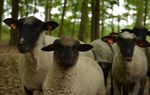 Owce i leśnicy dla ochrony przyrody