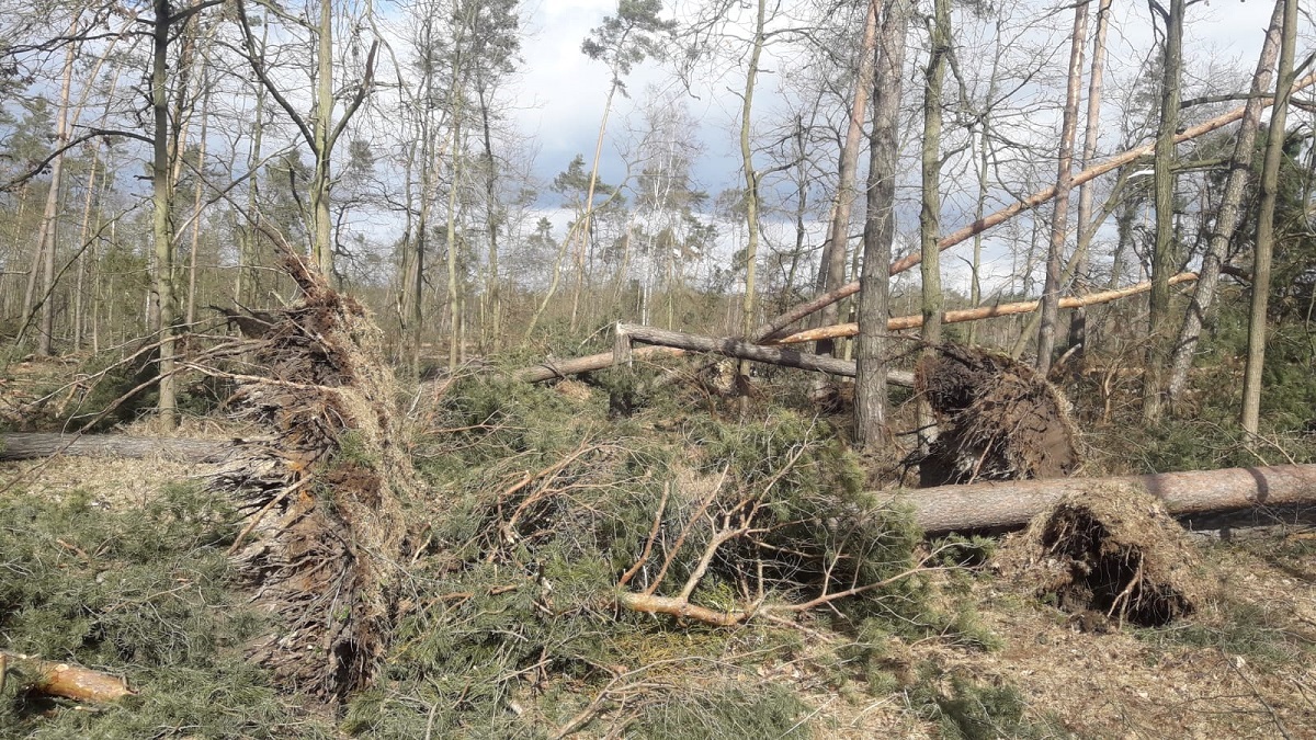 Wichura zniszczyła także lasy w Nadleśnictwie Strzelce Opolskie