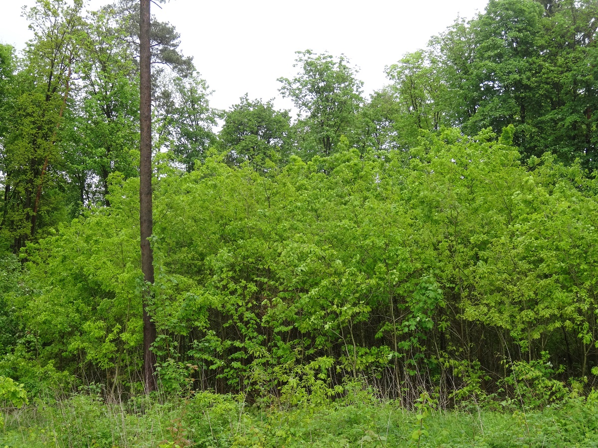 Obecnie drzew liściastych w polskich lasach jest ok. 32 proc.
