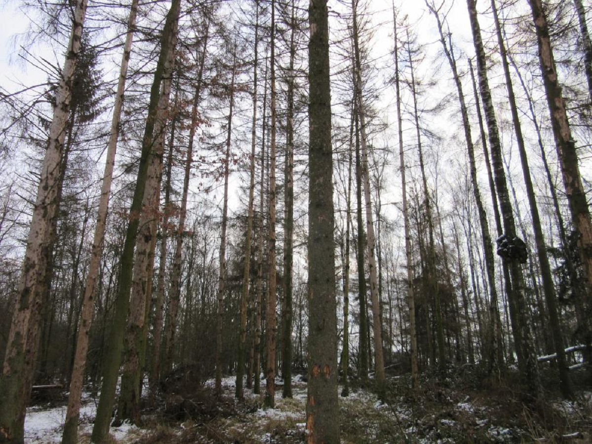 Stary drzewostan świerkowy w Nadleśnictwie Czerniejewo zniszczony przez kornika drukarza