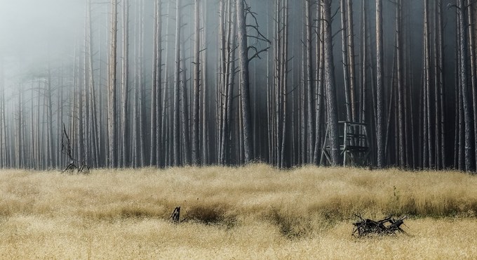 Jarosław Ramucki "Bór o poranku" - II nagroda w kategorii "Leśny krajobraz"