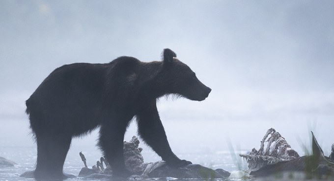Szymon Bartosz "Niedźwiedź we mgle" - wyróżnienie