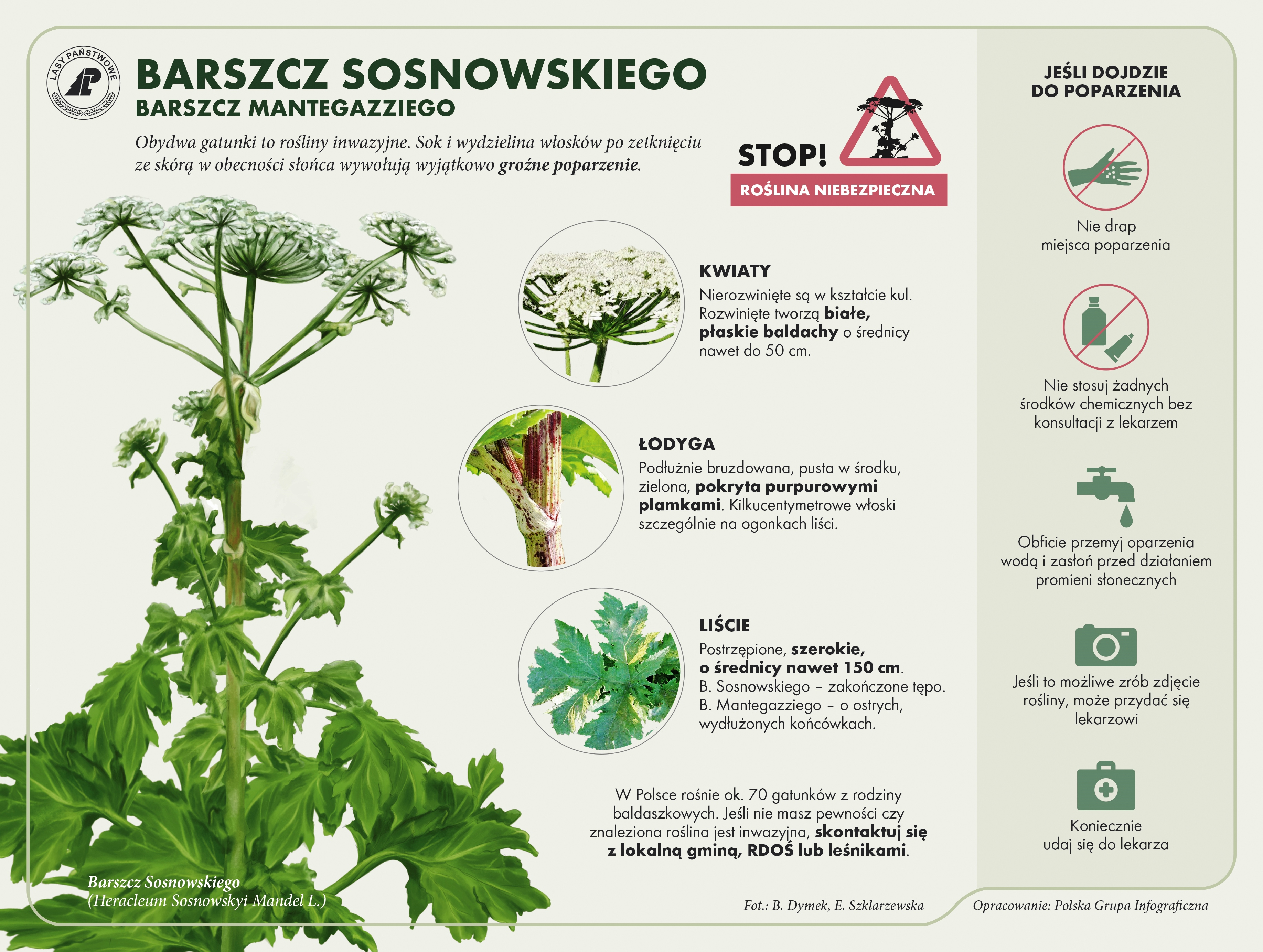 Barszcz_Sosnowskiego źródło infografiki Lasy Państwowe.jpg