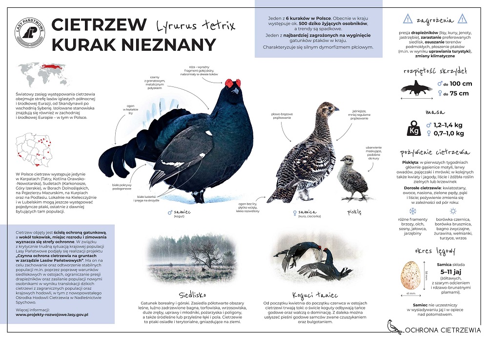 https://www.lasy.gov.pl/pl/informacje/infografiki/cietrzew-kurak-nieznany/@@images/image