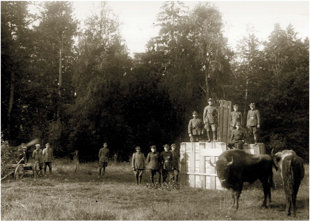 19 września 1929 r. Powrót pierwszych żubrów do Białowieży