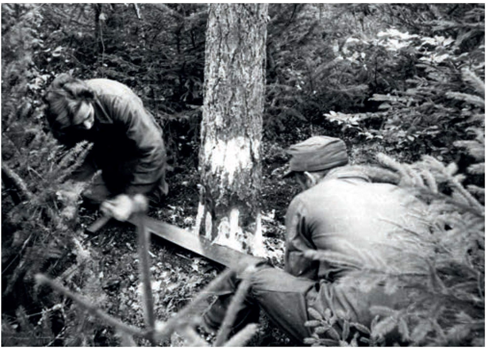 Rok 1949. Ręczna wycinka drzew (PAP/ Wiktor Janik)